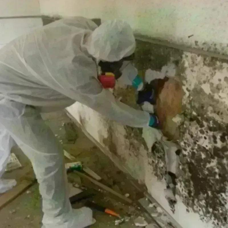 Mold Remediation and Removal in Bennett County, SD